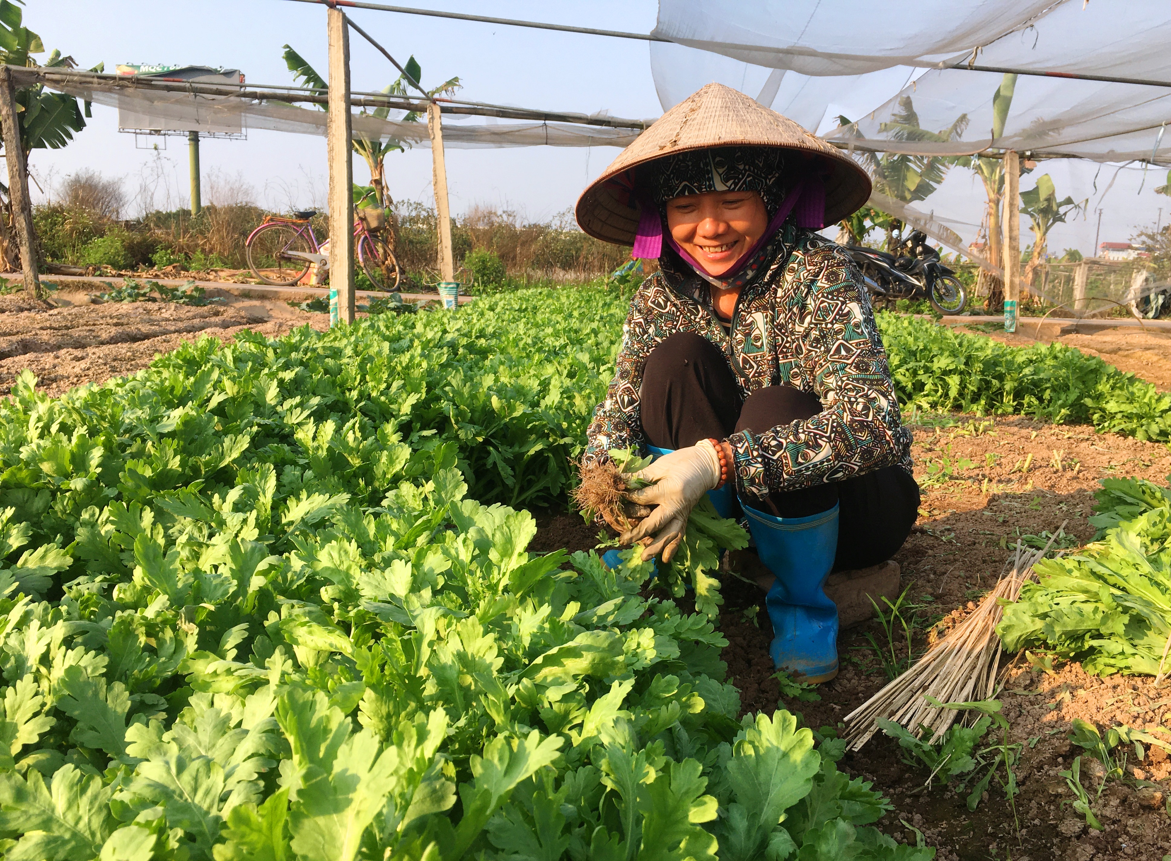 Hiệu quả từ mô hình sản xuất rau an toàn